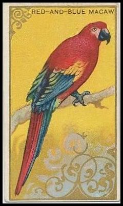 T42 35 Red and Blue Macaw.jpg